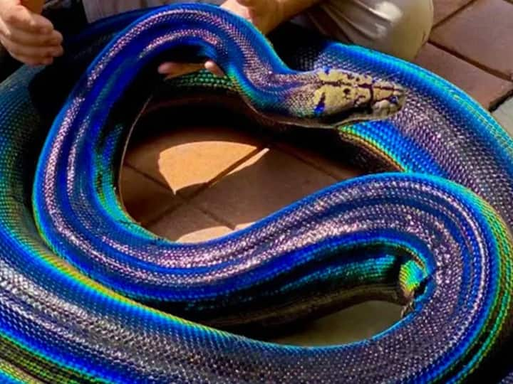 Rainbow snake is one of the most beautiful snakes in the world ये है रंग-बिरंगा सांप... मुंह किसी रंग का और पूंछ किसी ओर रंग की! आपने कभी देखा है?