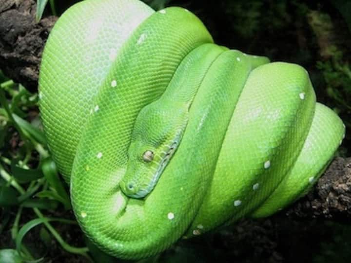 green tea python snake costs in market is 3 crore | इस सांप की कीमत है ...