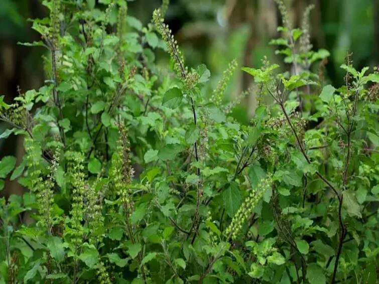 Aloe Vera To Jasmine, 5 Plants To Bring Positivity To Your House வீட்டில் எந்த மாதிரியான செடிகளை நடலாம்... அதனால் என்ன பயன்? சூப்பர் டிப்ஸ்