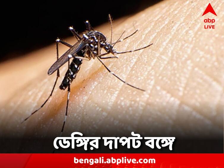 WB Dengue Update: 675 people have been infected with dengue this week WB Dengue Update: ডেঙ্গি নিয়ে বাড়ছে উদ্বেগ, এক সপ্তাহে বাংলায় আক্রান্ত ৬৭৫ জন