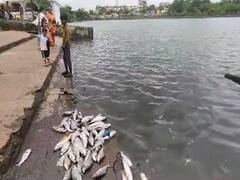 Kalyan News : कल्याणमधील गौरी पाडा तलावात मृत माशांचा खच; पाहा फोटो