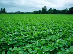 ये पीला सोना खेत में उगता है, जानिए इसे क्यों कहते हैं किसानों को राजा बनाने वाली फसल