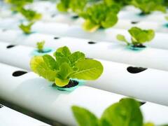 અહીં માત્ર પાણીમાં જ ઉગે છે શાકભાજી, જાણો આ અદ્ભુત હાઇડ્રોપોનિક્સ ટેકનિક વિશે