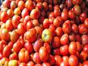 Tomato Price: மூட்டை மூட்டையாக வெங்காயம்.. கொட்டிக்கிடக்கும் தக்காளி- ஒரு கிலோ இவ்வளவு தானா.?