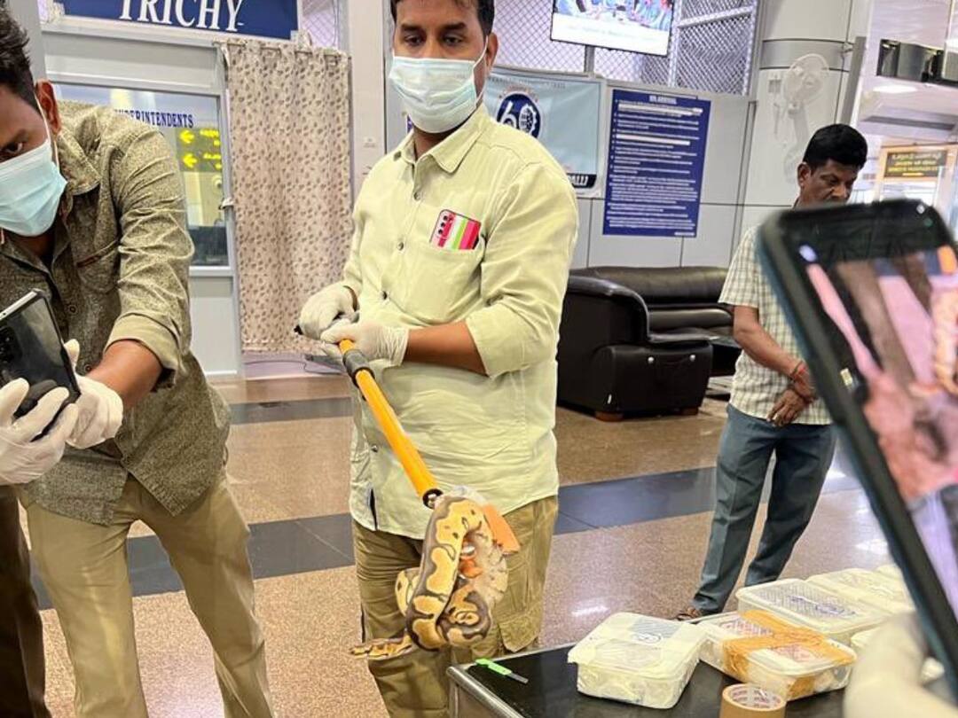 Passenger lands with 47 pythons and 2 Lizards at Trichy airport, detained ఎయిర్‌పోర్ట్‌ కస్టమ్స్ అధికారులకు షాక్ ఇచ్చిన ప్యాసింజర్, ట్రాలీ బ్యాగ్‌లో 47 పాములు