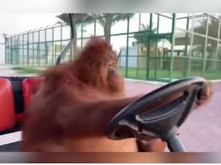 ओरंगुटान ने ड्राइविंग में इंसानों को दी कड़ी टक्कर, ऐसे गोल्फ कार्ट चलाया...कि Video देख चौंक गए यूजर्स