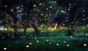 why firefly or lightening bug glow at night know the mystery behind it Firefly: ਫਾਇਰਫਲਾਈਜ਼ ਕਿਉਂ ਚਮਕਦੇ ਹਨ? ਬਿਜਲੀ ਦੇ ਬਲਬ ਵਰਗੀ ਰੌਸ਼ਨੀ ਦੇ ਪਿੱਛੇ ਜਾਣੋ ਕੀ ਹੈ ਰਾਜ਼...