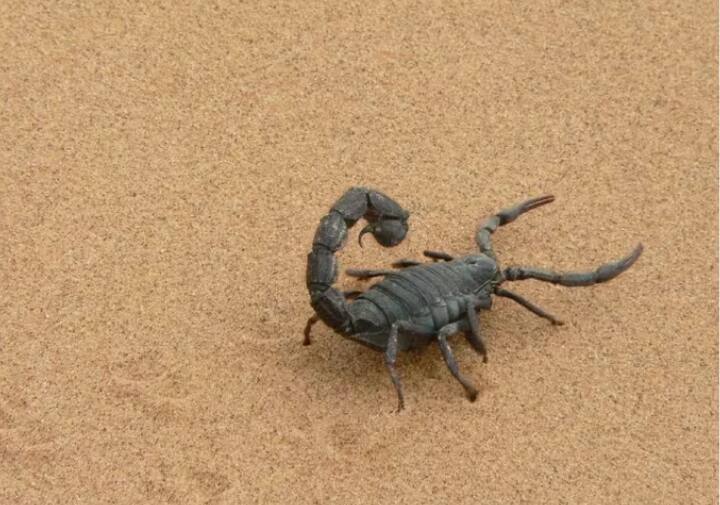 ਹੁਣ ਤੁਸੀਂ ਜਾਣਦੇ ਹੋ ਕਿ ਬਿੱਛੂ ਦੇ ਜ਼ਹਿਰ ਦੀ ਕੀਮਤ ਕਿੰਨੀ ਹੈ? ਇੱਕ ਲੀਟਰ ਬਿੱਛੂ ਦੇ ਜ਼ਹਿਰ ਦੀ ਕੀਮਤ 10 ਲੱਖ ਡਾਲਰ ਯਾਨੀ ਕਰੀਬ 8 ਕਰੋੜ ਰੁਪਏ ਹੈ।