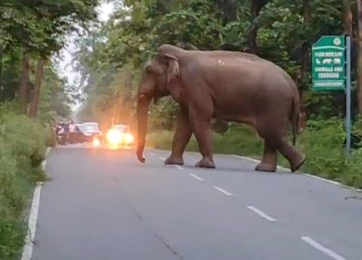 Uttarakhand elepaht suddenly came on Ramnagar Haldwani Road near kaladhungi Forest range ANN Uttarakhand News: साथियों को सड़क पार कराने के लिए हाथी ने दोनों तरफ का रोक दिया ट्रैफिक, कैमरे में कैद हुआ नजारा