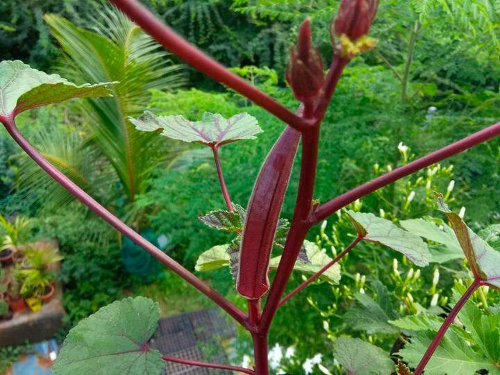 हम जिसकी बात कर रहे हैं वो लाल भिंडी यानी रेड ओकरा है. लाल भिंडी की खासियत है कि ये हरी भिंडी की तुलना में कहीं ज्यादा फायदेमंद होती है. साथ ही इसकी फसल भी आम भिंडी के मुकाबले जल्दी पककर खड़ी हो जाती है.