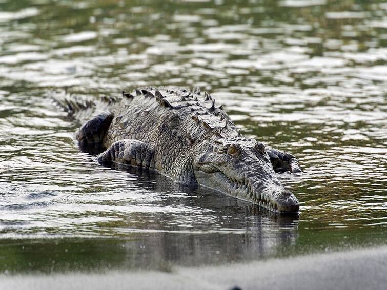 A young man returning from farming went to the creek to wash his face, suddenly a crocodile came Vadodara: ખેતી કામ કરીને પરત આવતો યુવક ખાડીમાં ગયો મોઢું ધોવા, અચાનક મગર આવ્યો ને.....