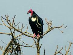 Uttarakhand में विलुप्त होती गिद्धों की 4 प्रजातियों पर होगा शोध, शासन से मांगी अनुमति, जानें- तैयारी