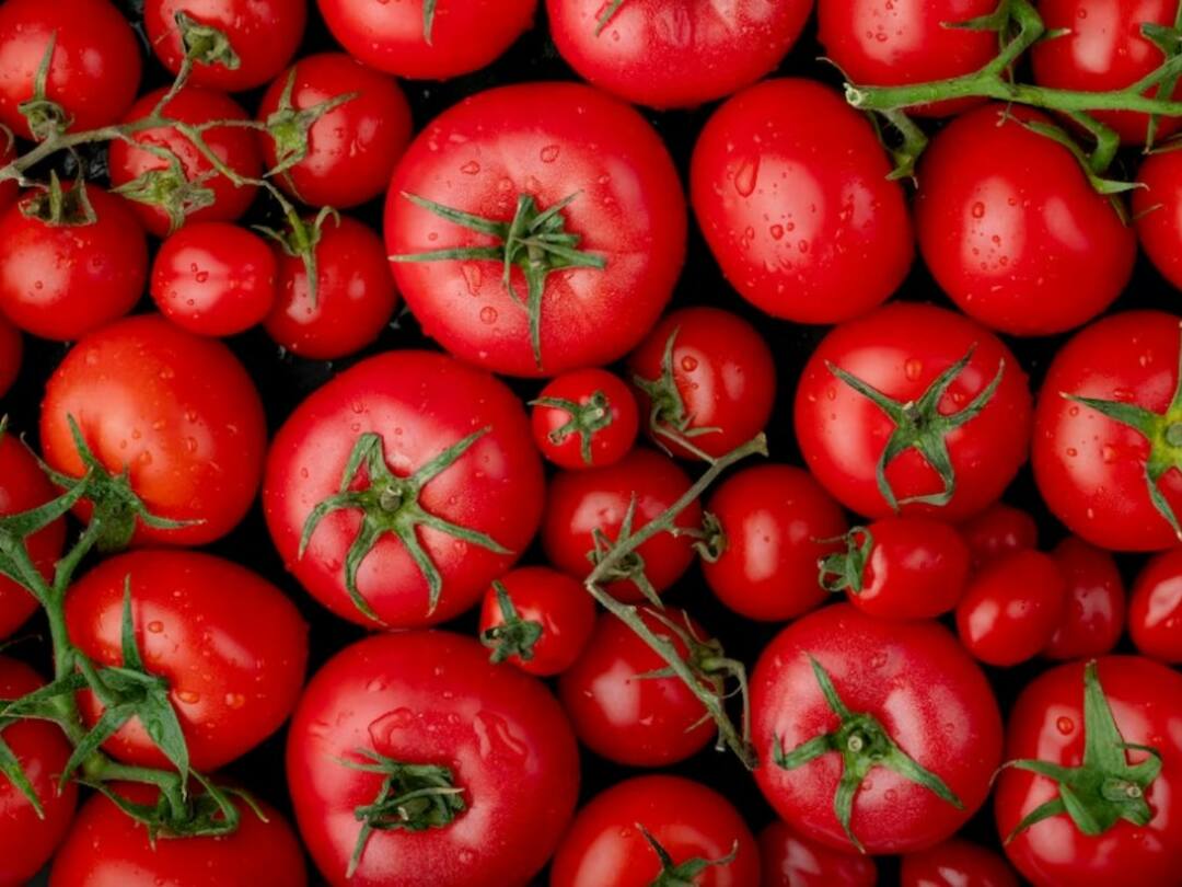 Tomato prices skyrocket in Hyderabad with Rain Effect రెయిన్ ఎఫెక్ట్‌- హైదరాబాద్‌లో షాక్ కొడుతున్న టమాటా- రూ. 250 ఖాయమంటూ విశ్లేషణలు !