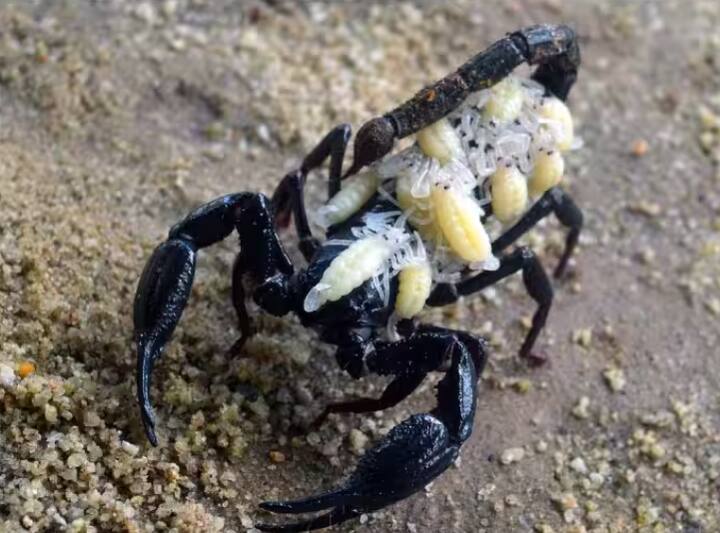 ਇਸ ਦੇ ਨਾਲ ਹੀ ਬਿੱਛੂ ਦੇ ਜ਼ਹਿਰ ਤੋਂ ਬਿਊਟੀ ਪ੍ਰੋਡਕਟ ਵੀ ਬਣਾਏ ਜਾਂਦੇ ਹਨ।