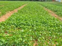 આ લીલા દાણાની ખેતી ખેડૂતોને બનાવી દેશે માલામાલ, જાણો કેવી રીતે થાય છે તેની ખેતી