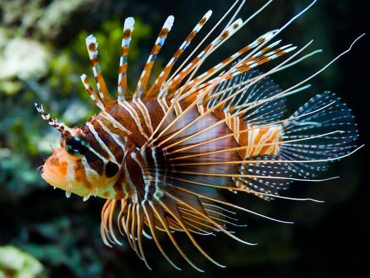 space news Know why China wants to send live fish in space जानिए चीन स्पेस में जिंदा मछली क्यों भेजना चाहता है? ये देश भी भेज चुके हैं फिश