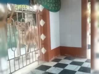Viral Video: मंदिर में पूजा कर रहा था पुजारी, अचानक आ गया शेर, खिड़की से लगा झांकने और फिर...