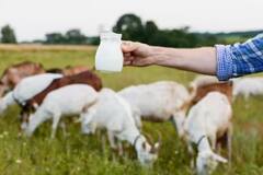 Goat Milk :  गाईच्या दुधापेक्षा जास्त फायदेशीर असतं बकरीचं दूध, जाणून घ्या बकरीच्या दूधाचे फायदे