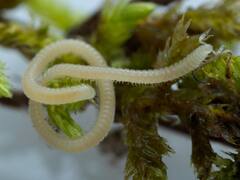 यहां मिला 486 टांगों वाला अनोखा जीव, जानिए लोग इसे दूसरी दुनिया का क्यों कह रहे