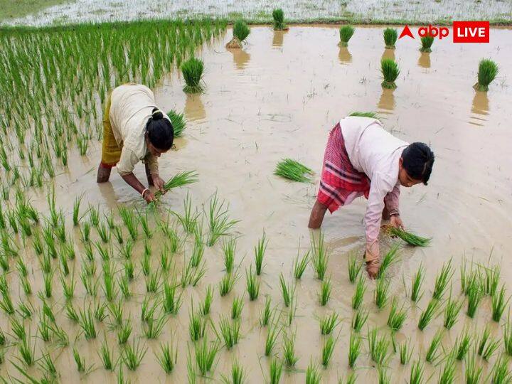 बेहतर रही खरीफ फसल की बुआई, पर नहीं टला है अल नीनो का खतरा, खाद्य महंगाई की चुनौती बरकरार