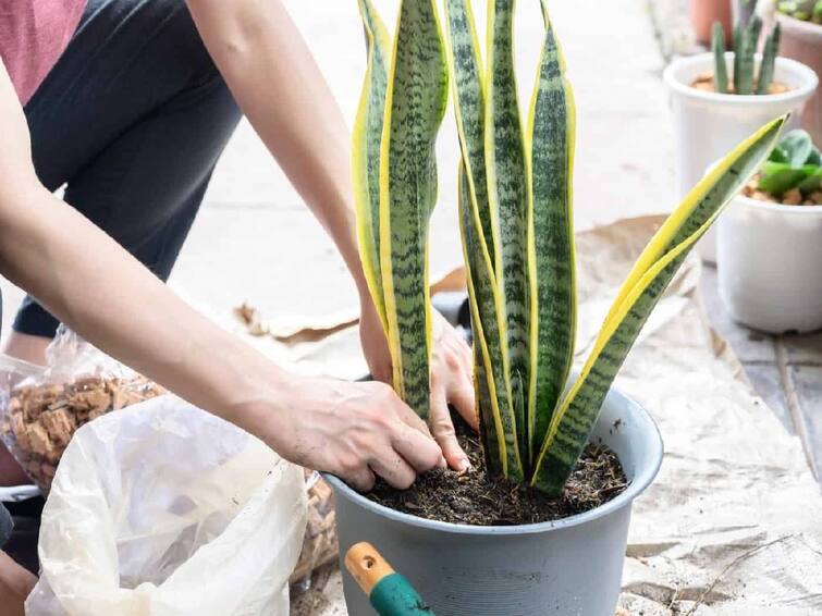 Vastu Tips:  Planting a snake plant brings happiness and peace in the house know its benefits Vastu Tips: સ્નેક પ્લાન્ટ લગાવવાથી ઘરમાં આવે છે સુખ-શાંતિ, ખુલે છે ધન સમૃદ્ધિનો માર્ગ, જાણો તેના ફાયદા