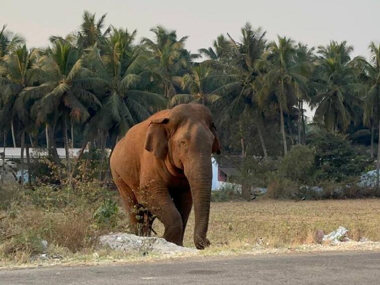 Pollachi Magna elephant caught with anesthetic injection again மீண்டும் கிராமத்திற்குள் புகுந்த மக்னா யானை: மூன்றாவது முறையாக மயக்க ஊசி செலுத்தி பிடித்த வனத்துறை