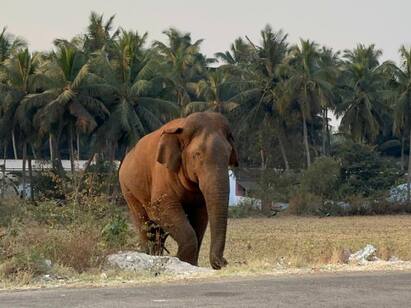 Pollachi Magna elephant caught with anesthetic injection again மீண்டும் கிராமத்திற்குள் புகுந்த மக்னா யானை: மூன்றாவது முறையாக மயக்க ஊசி செலுத்தி பிடித்த வனத்துறை