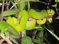 Viral News: ਦੁਨੀਆ ਦਾ ਸਭ ਤੋਂ ਮਹਿੰਗਾ ਸੱਪ, 1 ਵਿਕਣ 'ਤੇ ਵੀ ਖਰੀਦ ਸਕਦੇ ਹੋ ਲਗਜ਼ਰੀ ਕਾਰ, ਹਰ ਕੋਈ ਘਰ 'ਚ ਰੱਖਣਾ ਚਾਹੇਗਾ