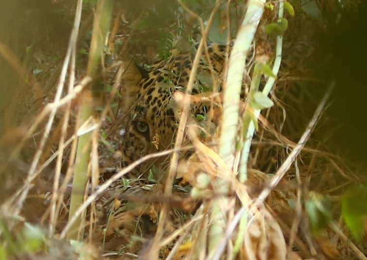 maharashtra nashik news Fatal attack by leopard on farmer in Sinnar Nashik Leopard : सिन्नरला शेतकऱ्यावर बिबट्याचा जीवघेणा हल्ला, पण शेतकऱ्याने झुंज दिली, अन् बिबट्याला पळवून लावलं 