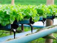 અહીં માત્ર પાણીમાં જ ઉગે છે શાકભાજી, જાણો આ અદ્ભુત હાઇડ્રોપોનિક્સ ટેકનિક વિશે