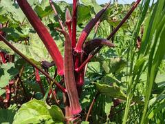 ये लाल सब्जी किसानों को बना देगी धनवान, जानिए कैसे करते हैं खेती