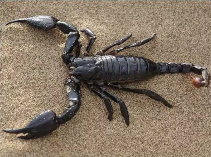 ਇਸ ਰਿਪੋਰਟ ਵਿੱਚ ਦੱਸਿਆ ਗਿਆ ਹੈ ਕਿ ਤੁਰਕੀ ਦੀ ਇੱਕ ਲੈਬ ਵਿੱਚ ਬਹੁਤ ਸਾਰੇ ਬਿੱਛੂ ਹਨ ਅਤੇ ਹਰ ਰੋਜ਼ ਦੋ ਗ੍ਰਾਮ ਜ਼ਹਿਰ ਕੱਢ ਕੇ ਸਟੋਰ ਕੀਤਾ ਜਾਂਦਾ ਹੈ।