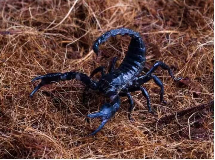 ਤੁਸੀਂ ਵੀ ਸੋਚ ਰਹੇ ਹੋਵੋਗੇ ਕਿ ਬਿੱਛੂ ਦੇ ਜ਼ਹਿਰ ਵਿੱਚ ਕੀ ਹੈ? ਬਿੱਛੂ ਦਾ ਜ਼ਹਿਰ ਦਵਾਈਆਂ ਵਿੱਚ ਵਰਤਿਆ ਜਾਂਦਾ ਹੈ।