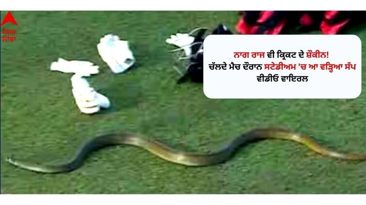 Snake Spotted During LPL Match video goes viral on social media ਨਾਗ ਰਾਜ ਵੀ ਕ੍ਰਿਕਟ ਦੇ ਸ਼ੌਕੀਨ! ਚੱਲਦੇ ਮੈਚ ਦੌਰਾਨ ਸਟੇਡੀਅਮ 'ਚ ਆ ਵੜ੍ਹਿਆ ਸੱਪ, ਵੀਡੀਓ ਵਾਇਰਲ