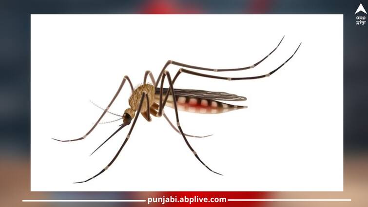 Health Attention: If you also repel mosquitoes from home with these methods, be careful! damage to health Health Attention: ਜੇਕਰ ਤੁਸੀਂ ਵੀ ਇਨ੍ਹਾਂ ਤਰੀਕਿਆਂ ਨਾਲ ਘਰੋਂ ਭਜਾਉਂਦੇ ਹੋ ਮੱਛਰ, ਤਾਂ ਹੋ ਜਾਓ ਸਾਵਧਾਨ! ਸਿਹਤ ਨੂੰ ਹੋ ਸਕਦਾ ਵੱਡਾ ਨੁਕਸਾਨ