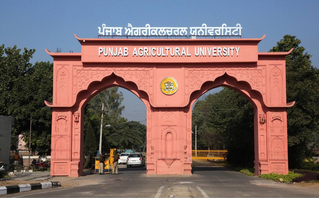 Punjab ਦੀ ਇਸ ਯੂਨੀਵਰਸਿਟੀ 'ਚ ਕੁੜੀਆਂ ਨਾਲ ਹੋ ਰਿਹਾ ਸਰੀਰਕ ਸ਼ੋਸ਼ਣ, ਥੱਕ ਹਾਰ ਕੇ ਵਿਦਿਆਰਥਣਾਂ ਨੇ ਰਾਜਪਾਲ ਨੂੰ ਲਿਖੀ ਚਿੱਠੀ Physical abuse of girls in Punjab Agriculture University Punjab ਦੀ ਇਸ ਯੂਨੀਵਰਸਿਟੀ 'ਚ ਕੁੜੀਆਂ ਨਾਲ ਹੋ ਰਿਹਾ ਸਰੀਰਕ ਸ਼ੋਸ਼ਣ, ਥੱਕ ਹਾਰ ਕੇ ਵਿਦਿਆਰਥਣਾਂ ਨੇ ਰਾਜਪਾਲ ਨੂੰ ਲਿਖੀ ਚਿੱਠੀ