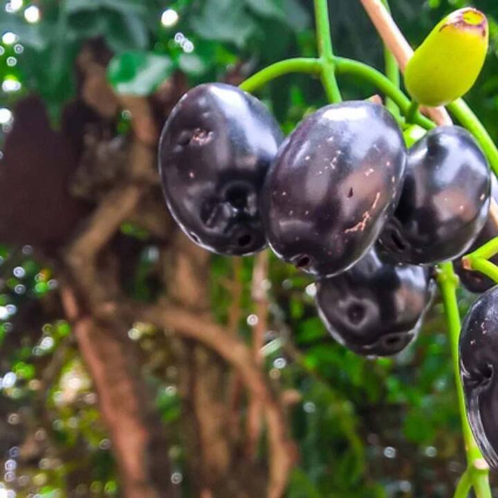 ਮੌਸਮੀ ਫਲਾਂ ਅਤੇ ਸਬਜ਼ੀਆਂ ਤੋਂ ਇਲਾਵਾ ਜਾਮਣ ਦਾ ਆਪਣਾ ਮਹੱਤਵ ਹੈ। ਜਾਮਣ ਦਾ ਫਲ ਹੋਵੇ ਜਾਂ ਇਸ ਦਾ ਜੂਸ ਦੋਵੇਂ ਹੀ ਫਾਇਦੇਮੰਦ ਹਨ।