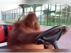 Orangutan ਨੇ ਡਰਾਈਵਿੰਗ 'ਚ ਇਨਸਾਨਾਂ ਨੂੰ ਦਿੱਤਾ ਸਖ਼ਤ ਮੁਕਾਬਲਾ, ਗੋਲਫ ਕਾਰਟ ਨੂੰ ਇਸ ਤਰ੍ਹਾਂ ਚਲਾਇਆ ਕਿ ਵੀਡੀਓ ਦੇਖ ਕੇ ਹੈਰਾਨ ਰਹਿ ਗਏ ਯੂਜ਼ਰਸ