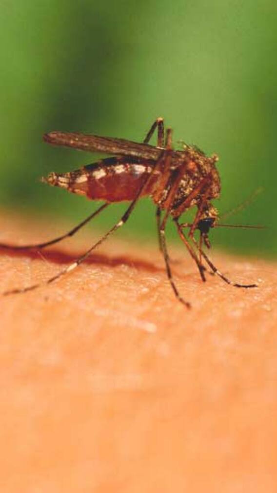 ਕਿਹੜੇ ਬਲੱਡ ਗਰੁੱਪ ਦੇ ਲੋਕਾਂ ਨੂੰ ਕੱਟਦੇ ਜ਼ਿਆਦਾ ਮੱਛਰ?