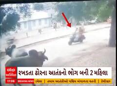 Rajkot: રાજોકોટના જેતપુરમાં રખડતા ઢોરનો આતંક સામે આવ્યો