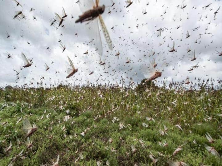Bikaner Locust Attack Danger tiddi dal attack locusts found during the survey in Rajasthan ANN Locust Attack: राजस्थान में फिर लौटा लोकस्ट अटैक का खतरा, बीकानेर में सर्वे के दौरान मिलीं टिड्डियां