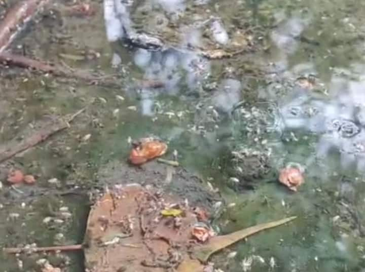 Delhi c Residents worried about mosquitoes breeding not Waterlogging claims MCD fail ann Mosquitoes Breeding: नेहरू विहार के लोग जलभराव से कम, पानी में पनपने वाले मच्छरों से ज्यादा परेशान, MCD के दावे फेल