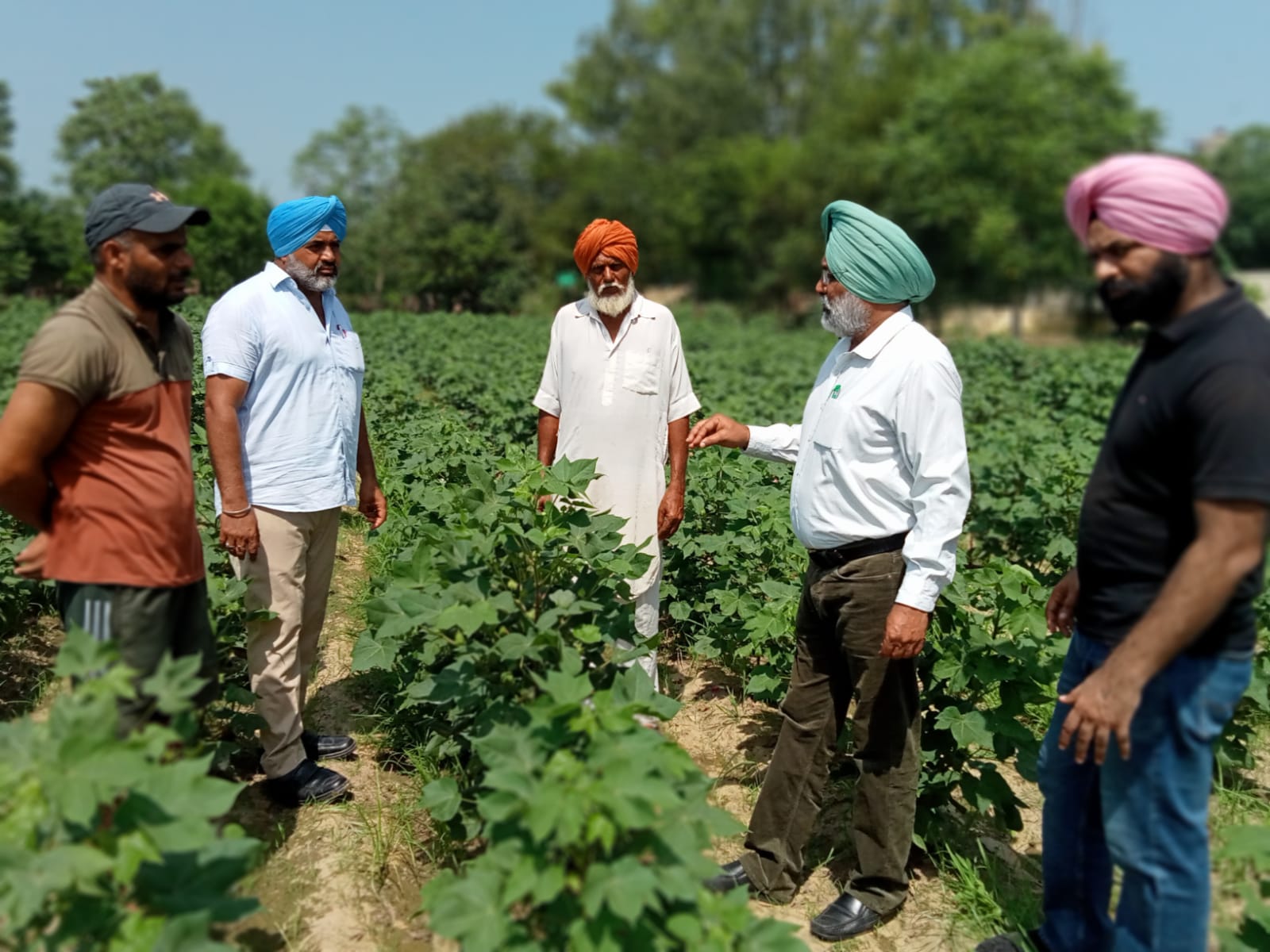 Cotton Crops  - ਨਰਮੇ ਦੀ ਫ਼ਸਲ ਨੂੰ ਗੁਲਾਬੀ ਸੁੰਡੀ ਤੋਂ ਕਿਵੇਂ ਹੈ ਬਚਾਉਣਾ, ਕਿਸਾਨ ਵੀ ਇੱਕ ਵਾਰ ਜ਼ਰੂਰ ਦੇਖ ਲੈਣ, ਮਾਹਰਾਂ ਦੀ ਸਲਾਹ ਆ ਸਕਦੀ ਕੰਮ