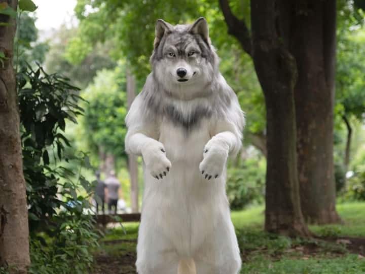 Japanese Man Wanted To Look Like Wolf Spent Rs 19 Lakh Said Better Than  Being Human | 19 लाख खर्च कर आदमी से भेड़िया बना शख्स, फिर बोला- इंसान बनने  से तो अच्छा है...