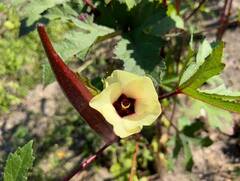 Red Lady Finger farming: લાલ ભીંડાની ખેતી ખેડૂતોને બનાવી દેશે ધનવાન, જાણો શું છે વિશેષતા