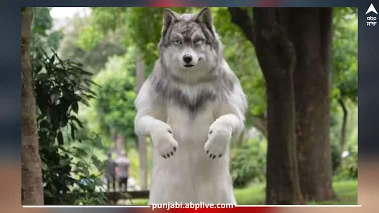 Viral News: Person becomes a wolf from a man by spending 19 lakhs Viral News: 19 ਲੱਖ ਖਰਚ ਕੇ ਇਨਸਾਨ ਤੋਂ ਭੇੜੀਆ ਬਣਿਆ ਇਹ ਸਖ਼ਸ਼, ਫਿਰ ਕਿਹਾ- ਇਨਸਾਨ ਬਣਨਾ ਤੋਂ ਚੰਗਾ...