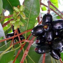 Jamun: ਬਰਸਾਤ ਦੇ ਮੌਸਮ 'ਚ ਜਾਮਣ ਸਭ ਤੋਂ ਗੁਣਕਾਰੀ