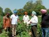 Cotton Crops  - ਨਰਮੇ ਦੀ ਫ਼ਸਲ ਨੂੰ ਗੁਲਾਬੀ ਸੁੰਡੀ ਤੋਂ ਕਿਵੇਂ ਹੈ ਬਚਾਉਣਾ, ਕਿਸਾਨ ਵੀ ਇੱਕ ਵਾਰ ਜ਼ਰੂਰ ਦੇਖ ਲੈਣ, ਮਾਹਰਾਂ ਦੀ ਸਲਾਹ ਆ ਸਕਦੀ ਕੰਮ