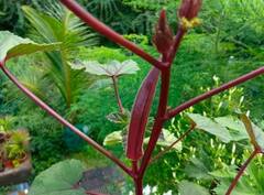 Red Lady Finger farming: લાલ ભીંડાની ખેતી ખેડૂતોને બનાવી દેશે ધનવાન, જાણો શું છે વિશેષતા