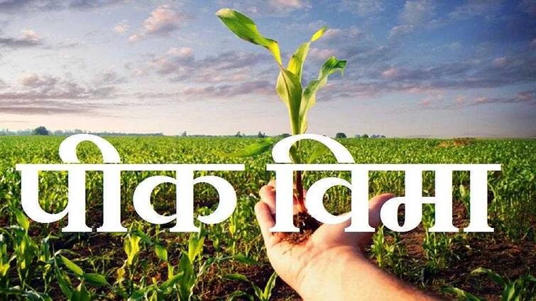 For the first time in history largest number of farmers paid for crop insurance one rupee crop insurance Crop Insurance : एक रुपयात, पिक विमा! इतिहासात पहिल्यांदाच सर्वाधिक शेतकऱ्यांनी भरला पिक विमा